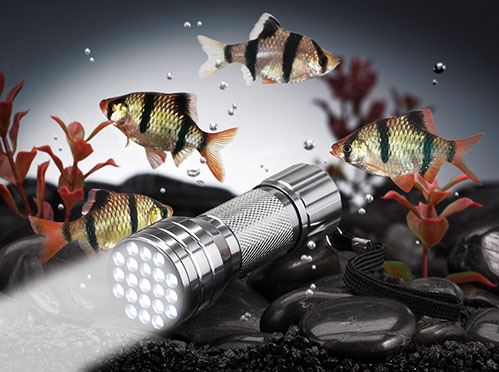  fish, fish tank, flashlight,  water, underwater, tropical fish,